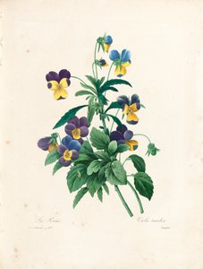 Viola del pensiero, inciso da Langlois, da 